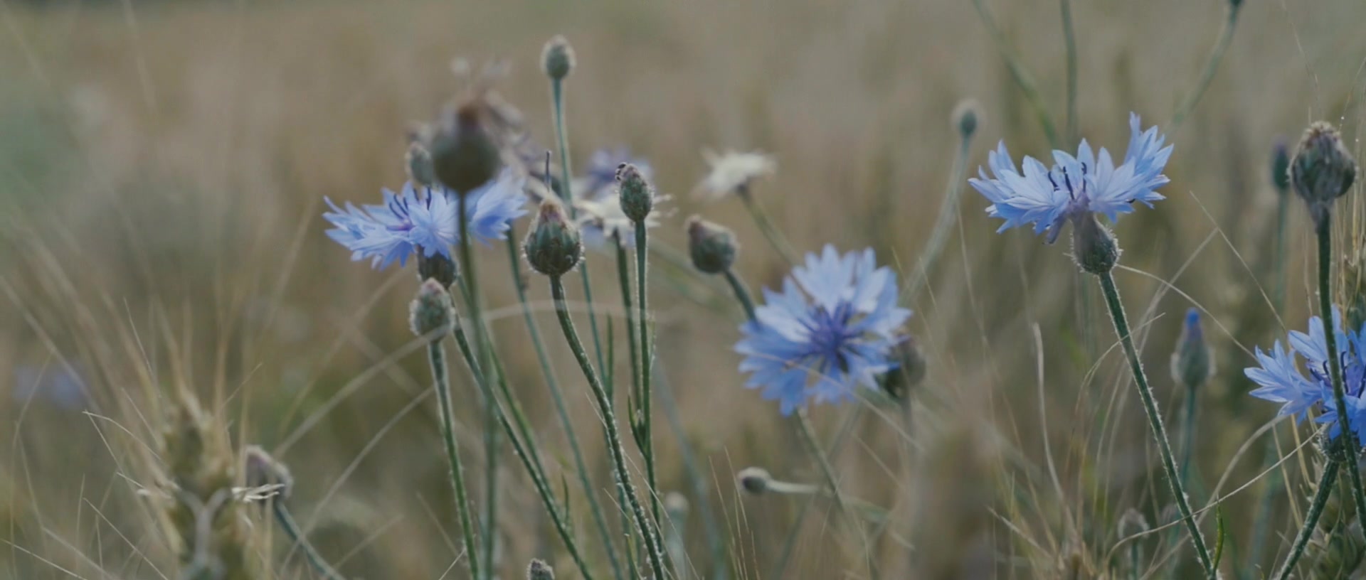 Kornblumen am Rand des Getreidefelds neben dem Waldweg