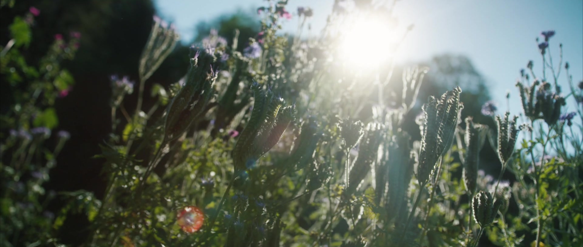 Sommerwiese im Gegenlicht am Rand unseres Waldplatzes