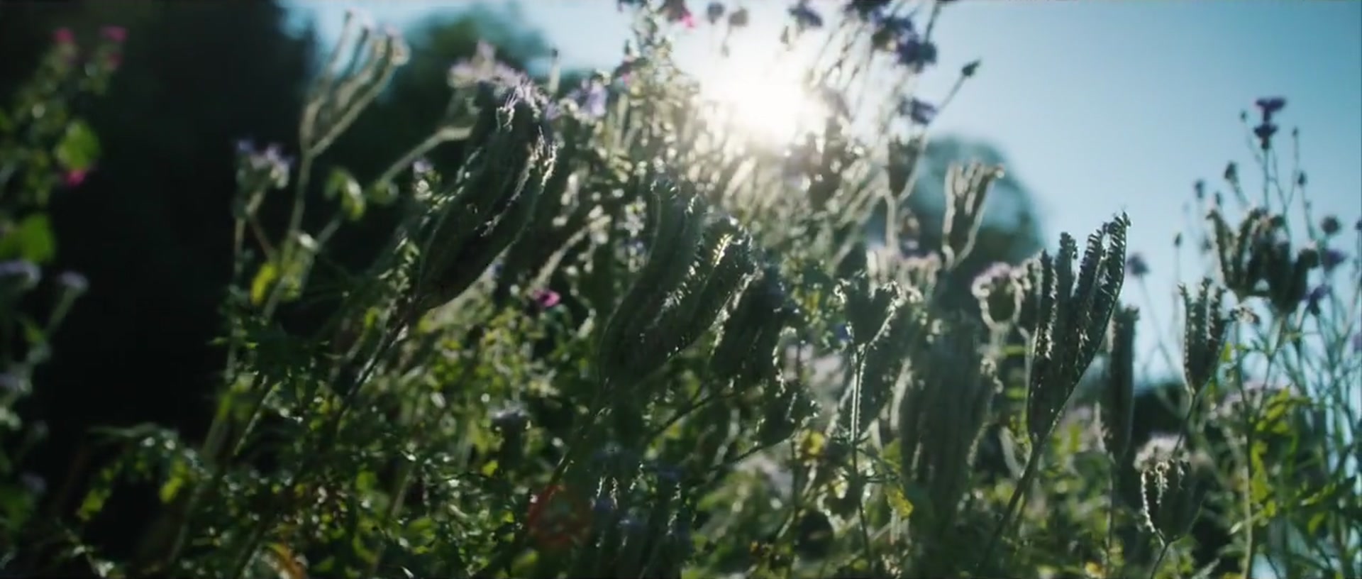 Sommerwiese im Gegenlicht am Waldrand